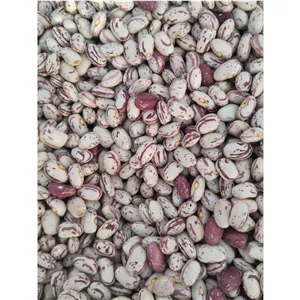 لوبیا چیتی درجه یک 
