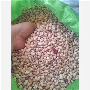 لوبیا چیتی 