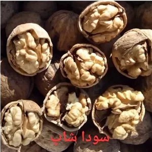 گردو پوست کاغذی یک کیلویی تازه امسالی روستای هریس مراغه dashi005