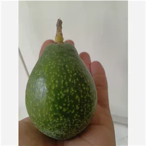 آووکادو ارگانیک قیمت عمده 