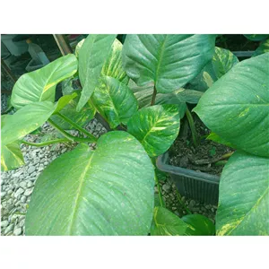 گل زیبای پوتوس.