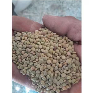 عدس سبز ارگانیک یک کیلو گرمی برکت زار