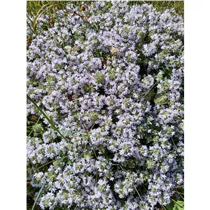 آویشن کوهی 200گرمی