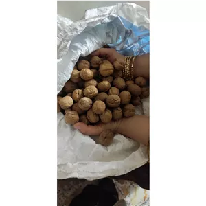 گردو خارجی