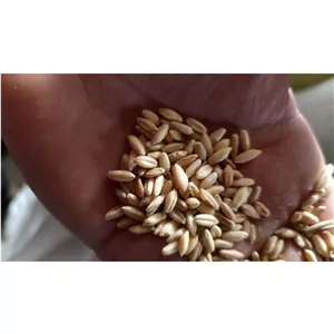 گندم معمولی 