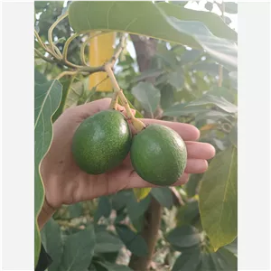 2کیلو آووکادو مکزیکن