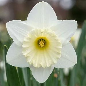 پیاز گل نرگس هلندی رقم narcissus Mount Hood