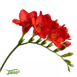 پیاز گل فریزیا قرمز