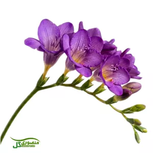 پیاز گل فریزیا بنفش