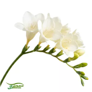 پیاز گل فریزیا سفید