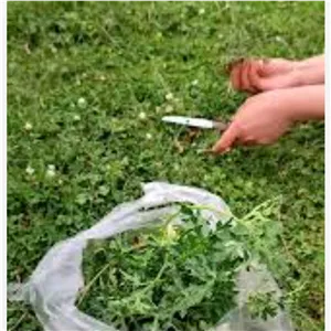 سبزی چوچاق کوهی 