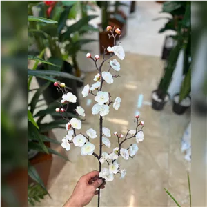 شاخه شکوفه بِه ژاپنی سفید
