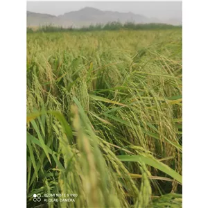 برنج علی کاظمی دورود