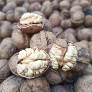 گردو تویسرکان