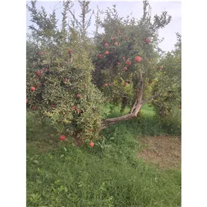 انار درجه یک محلی استان یزد