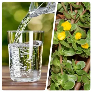 ارسال رایگان عرق خرفه با خرید 4 بطری