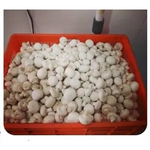 قارچ ممتاز 