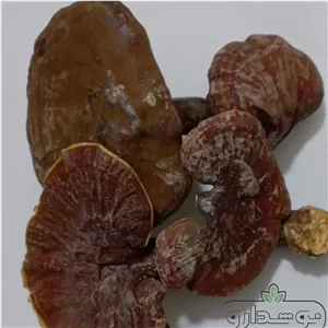 قارچ گانودرما 10 کیلویی (ارسال رایگان) کارتن