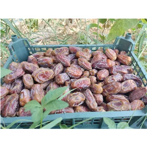خرما عویدی درشت 1405 ارسال رایگان