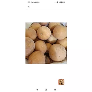 هندوانه صحرایی ابوجهل حنظل