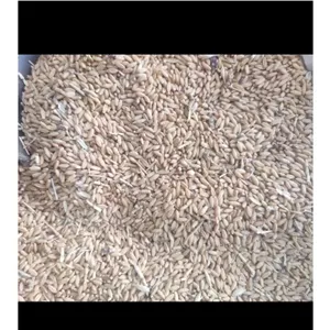 انواع گندم