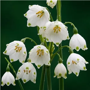پیاز گل leucojum aestivum