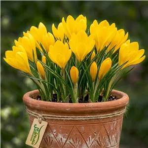 پیاز گل جام زرین کورش