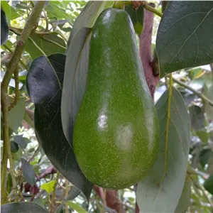 آواکادوو سر درختی ارسال چاپار پس کرایه
