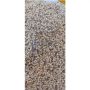 گندم و شاهدانه