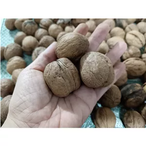 گردوی تازه نهاوند