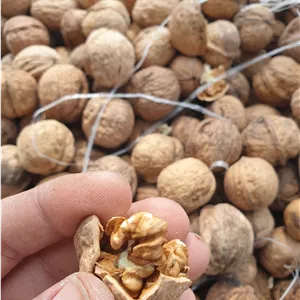 گردوی تازه امسالی چرب با پوست بارکوه