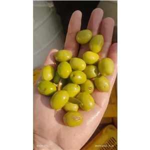 زیتون سوپر ویژه امساله عمده