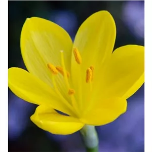 پیاز جام زرین 