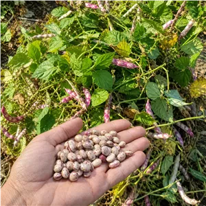 لوبیا چیتی محلی مرغوب و خوش پخت 2500 گرمی