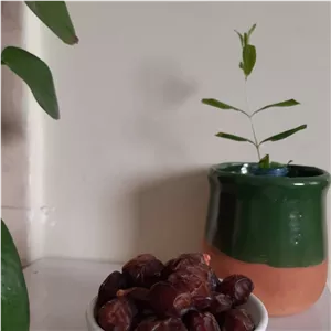 خرمای آجیلی یا خشک.