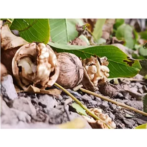 گردو درجه یک پوست کاغذی 