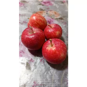سیب قرمز مراغه 