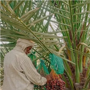 خرمای عالی 