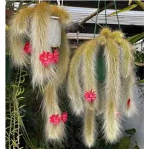 کاکتوس دم روباهی سایز کوچک ( پسکرایه )