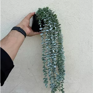 آویز گلدان دار شمشاد پودری