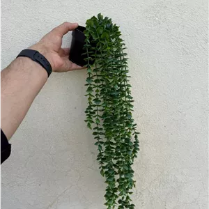 آویز گلدان دار شمشاد ساده