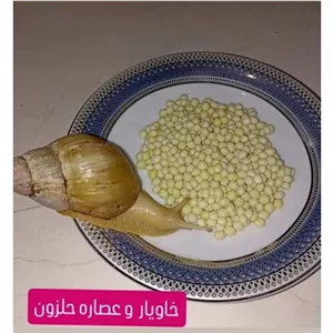 خاویار حلزون آچاتینا Golden Snail 