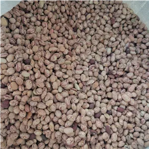 لوبیا چیتی درجه 1