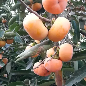 خرمالو اعلا خوشمزه و ملس