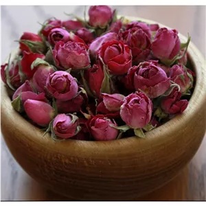 غنچه گل محمدی