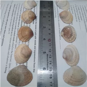 مجموعه 10 عددی گوش ماهی بزرگ طبیعی