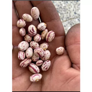 لوبیا چیتی درجه یک الیگودرز