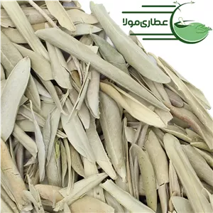برگ زیتون
