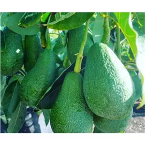 . آواکادو رقم فئورت خوشه (Fuerte)طعم و تجاری تیپ گلدهی گروه B