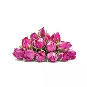غنچه گل محمدی قمصر کاشان